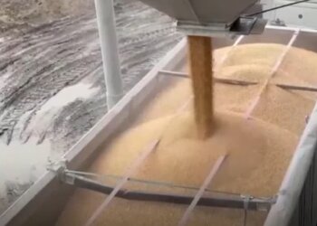 українське зерно, урожай