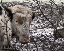 Горе-фермер устроил концлагерь для животных на Львовщине, односельчане в ужасе: "Зимой едят снег, а летом..."