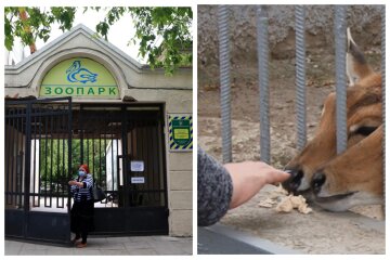 Трагедія в зоопарку Одеси: "жінка залізла у вольєр і..."