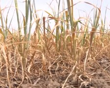 Одещина в небезпеці, посуха загрожує регіону: "цей рік буде ще спекотніше"