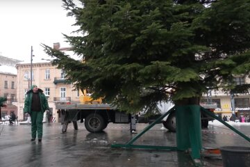 У Львові встановили головну ялинку міста