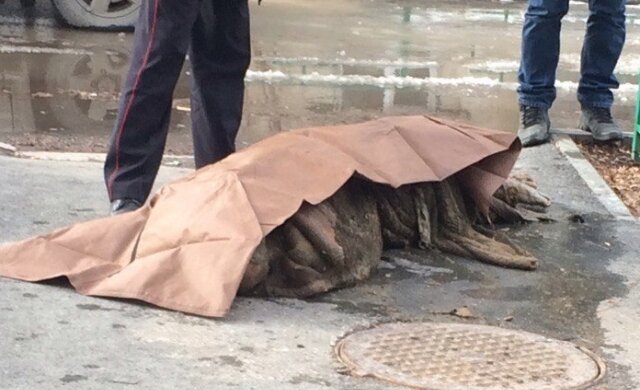 канализация,труп,