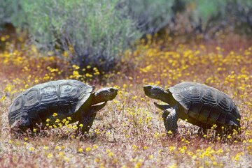 пустынные черепахи