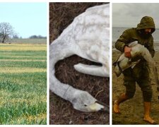 На полях Одещини знаходять тіла паралізованих птахів: кадри і тривожна заява екологів
