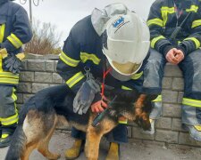 "Пощастило вижити в справжньому пеклі": до рятувальників прийшов поранений пес