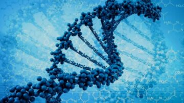 Гены и геном человека