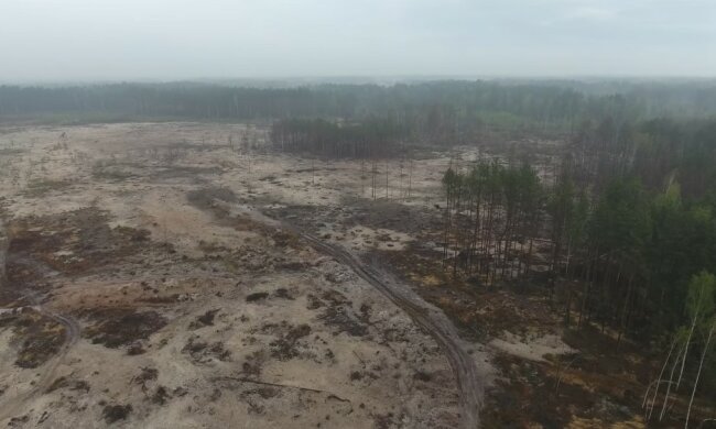 "Так Зеленський переміг бурштинокопачів": лісові багатства України перетворили на пустелю, відео
