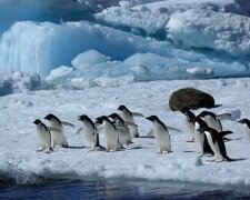 В Антарктиді випала рекордна за сотні років кількість снігу: чим це загрожує
