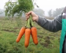 Секрет выращивания моркови