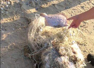 Півтора кілометра смертельних пасток: на Дніпрі екоінспектори вилучили гігантську кількість браконьєрських сіток