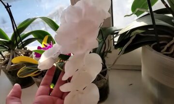 Пишне цвітіння орхідеї