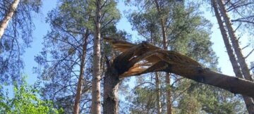 Госэкоинспекция: уничтожение россиянами части леса на Сумщине нанесло ущерб более чем на 2 млн гривен