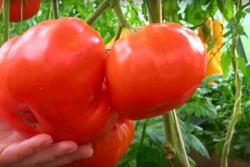 помидоры