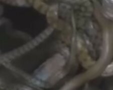 "Ось це вже серйозно": величезний клубок змій кишить в Одесі, кадри неприємного видовища