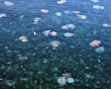 "За 10 років такого не було": на відео показали, як гігантські медузи атакували Одеську затоку