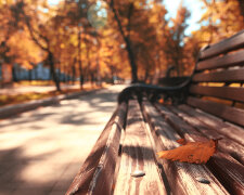 Park bench autumn urban landscape recreation