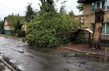 Ураган обрушився на Київ, кадри лиха: "повалено дерева і..."