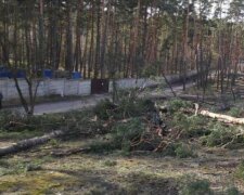 Деревья массово уничтожают под Киевом, полицию подняли по тревоге: кадры варварства
