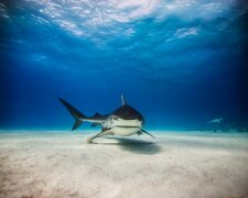 Екстремальні фото акул в їхньому середовищі існування: небезпечна краса (фото)