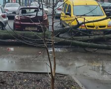 У Харкові біля магазину на тротуар завалилося дерево, кадри: поруч були люди