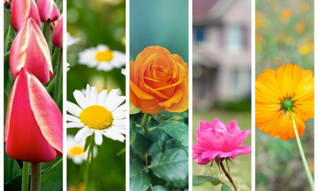 Тест на определение личности: узнайте, выбрав картинку с цветком