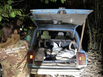 Екоінспектори на Полтавщині врятували лебедів від браконьєрів: відкрито кримінальне провадження
