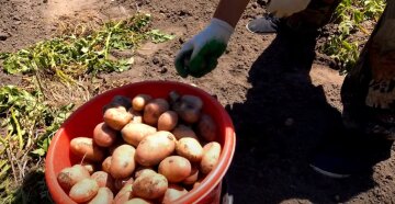 урожай картоплі