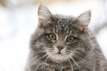 день метеоролога, снег, кот