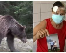 "Медики збирали його по частинах": ведмедиця накинулася на чоловіка і відгризла йому пів-обличчя, відео