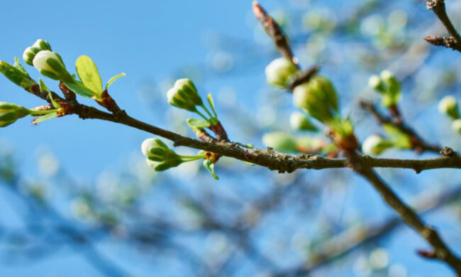 весна природа