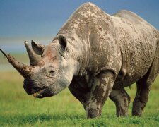 В Одесском зоопарке заступились за африканских носорогов (фото)
