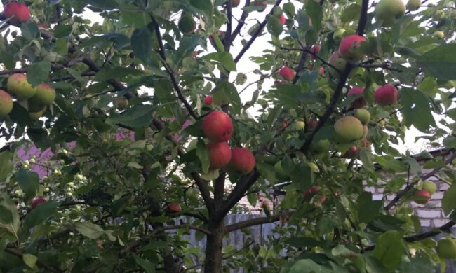 Харьковчане могут остаться без яблок и вишен в этом году: названа причина