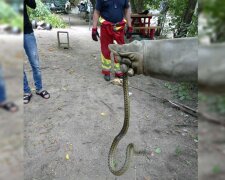 Змеи наводнили Днепр: кадры произошедшего на детской площадке в центре города
