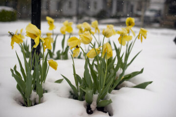 Весна, цветы, снег, Getty Images