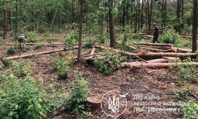 вирубка, Держекоінспекція