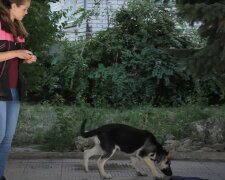 Полювання на собак почалося в Києві, фото: як виглядають небезпечні "смаколики", які розкидають по місту