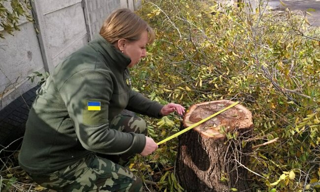 у заповідному урочищі "Дубки" незаконно обрізали дерева