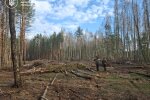 вирубка лісу