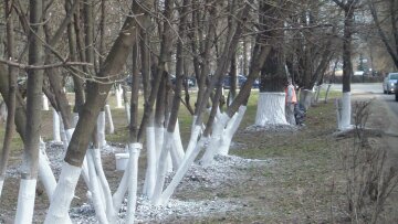 В Киеве можно белить деревья, но не все (документ)