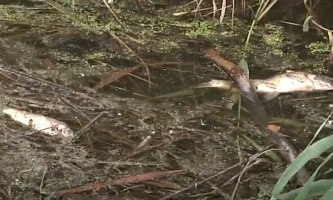 Під Дніпром забили тривогу за мору риби, відео НП