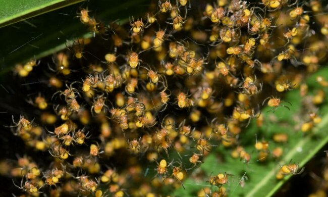 K-chemu-snyatsya-pauki-mnogo