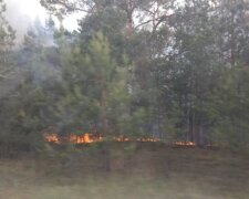 600 при нормі 20: спливли нові подробиці про пожежу в Чорнобильському лісі