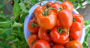 Як виростити гарний урожай помідорів