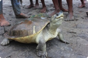 день защиты животных, черепаха Батагур