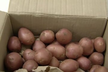 цены на картофель