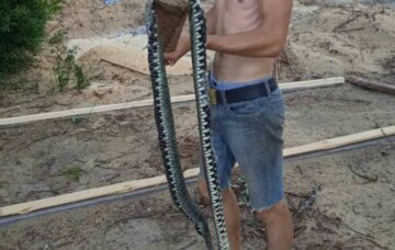 Українців засудили за розправу над 3-метровою змією: "Вужі нешкідливі"