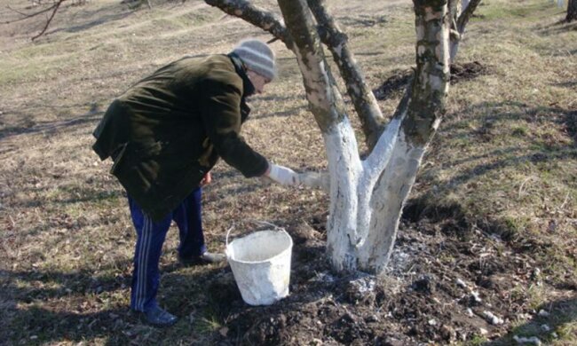 побелка деревьев