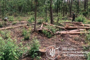 вирубка, Держекоінспекція