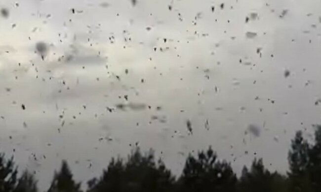 Нове лихо обрушилося на українців, очевидці публікують кадри: "Гризе, кусається, лізе в обличчя"