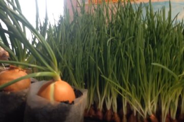 Зеленый лук на подоконнике